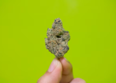PGR Weed: What You Need to Know